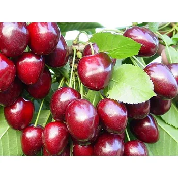 Ovoce Třešeň 'Kordia' Balení: bal/airpot/kontejner, Tvar: OK 10/12 Prunus avium 'Kordia'