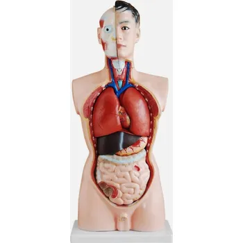 MedMod anatomický model trupu muže 85 cm