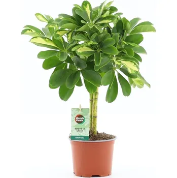 Schefflera arboricola Gold Capella na kmínku