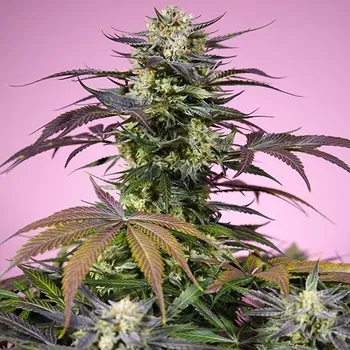 Semeno Sweet Seeds - Gelonade 5 ks