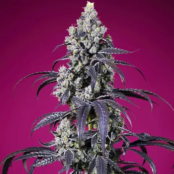 Pěstitelství Sweet Seeds - Tropicanna Cherry XL Auto 3 ks