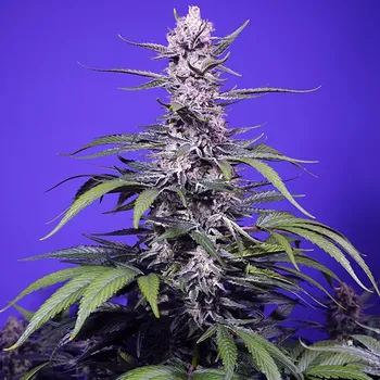 Pěstitelství Sweet Seeds - Permanent Marker XL Auto 3 ks