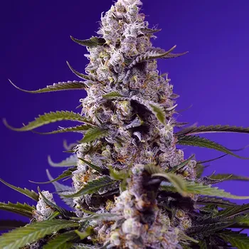 Pěstitelství Sweet Seeds - Banana Cream Cake XL Auto 3 ks