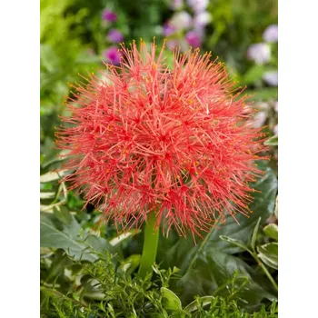 Semeno Lukon Glads Scadoxus multiflorus - krvokvět