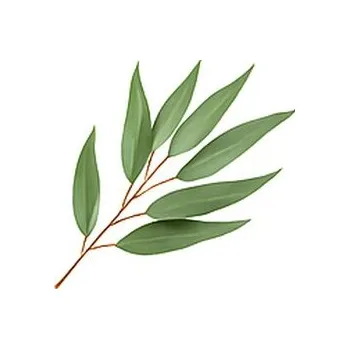 Svíčka Vůně do svíček 10ml – 29 Eukalyptus