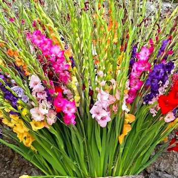 Cibulovina GLADIOLA ´LARGE FLOWERING´ (10 cibulí)