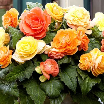 Cibulovina BEGÓNIE XXL PASTEL COMPACTA MIX (10 cibulí)