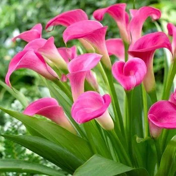 Cibulovina KALA (Kornoutice) ´GARNET GLOW´ (1 cibule)