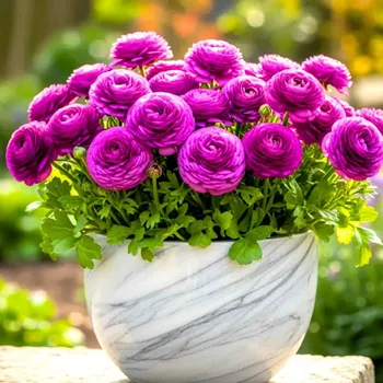 Cibulovina PRYSKYŘNÍK ´PURPLE´ (10 cibulí)