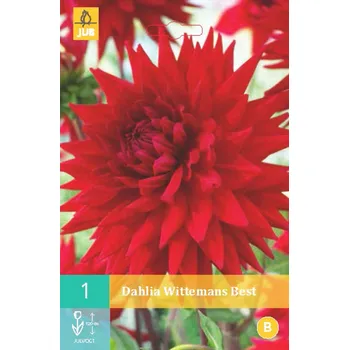 Cibulovina Jiřina WITTEMANS BEST "B" 1 ks, Jarní cibuloviny