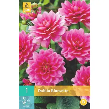 Cibulovina Jiřina BLUESETTE "B" 1 ks, Jarní cibuloviny