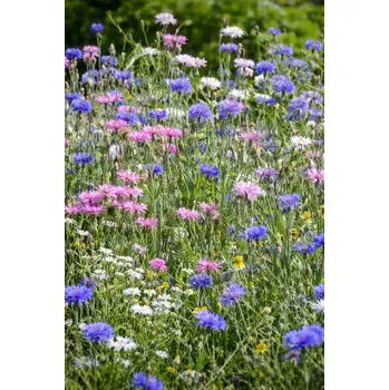 Semeno SEMO Směs Pastelová romance 6g - série KVĚTINOVÝ KOBEREC