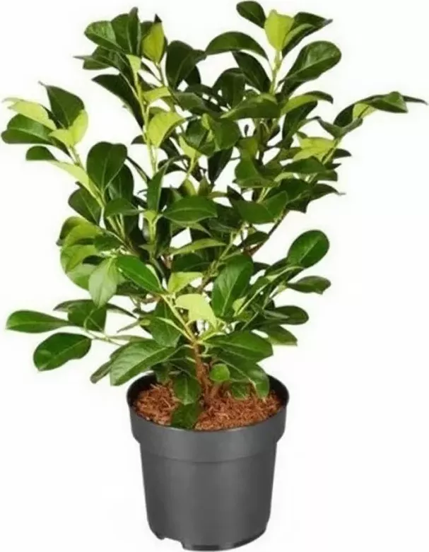 Bobkovišeň obecná 'ETNA' 40-60 cm, kontejner