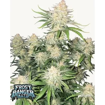 Semeno FastBuds Frostbanger Auto Balení: 1ks