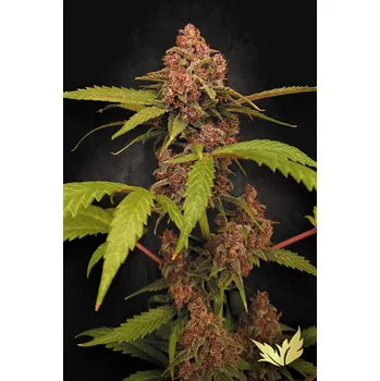 Semeno Paradise Seeds Banana Purple Auto Balení: 3ks