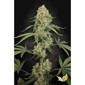 Semeno Paradise Tropical Fruit Cake Balení: 3ks