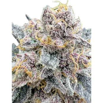 Semeno FastBuds Cherry Cola RF3 Auto Balení: 1ks