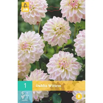 Cibulovina Jiřina WITTEM "B" 1 ks, Jarní cibuloviny