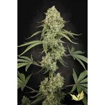 Paradise Tropical Fruit Cake Balení: 5ks