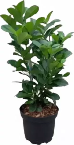 Bobkovišeň obecná 'ETNA' 30-50cm, kontejner