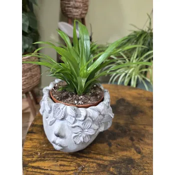 Chlorophytum Comosum Lemon