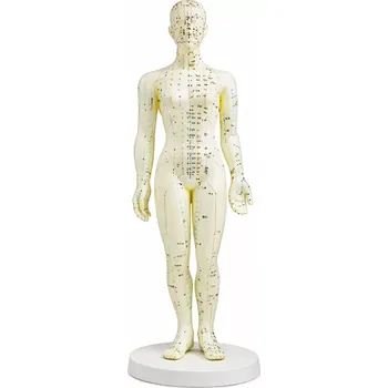 Body Meridiánový svalový model ženy s akupunkturními body - 48 cm