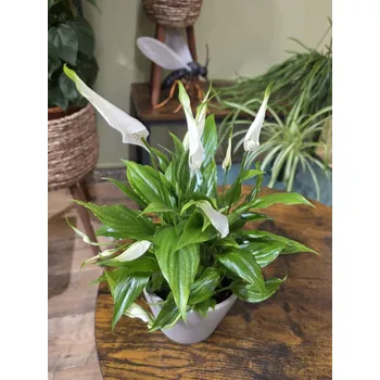 Spathiphyllum Chopin
