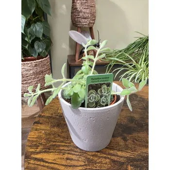 Rýmovník eukalyptový