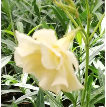 Oleandr žlutý- Nerium plnokvětý - 178