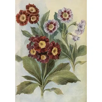 Přání ST515 B6 obálka Prvosenka bezlodyžná (Bledule)