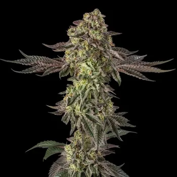 Semeno Silent Seeds Sugar Rock by Cookies Balení: 3ks