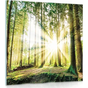 Obraz Skleněný obraz na skle Les Příroda Krajina 30x30