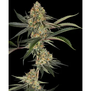 Semeno Sensi Seeds Super Lemon Cherry Počet ks Feminizované: 3