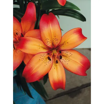 Semeno Lukon Glads Lilie ROYAL SUNSET - lilium