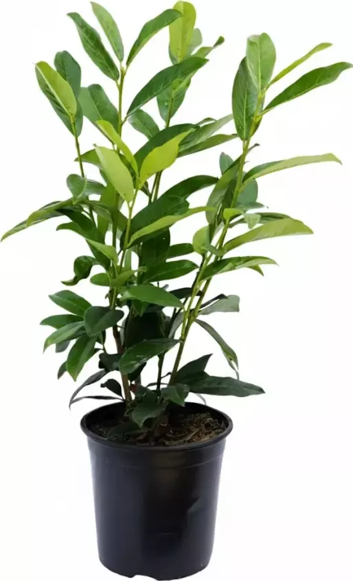 Bobkovišeň obecná 'GENOLIA ' 40-60cm, kontejner