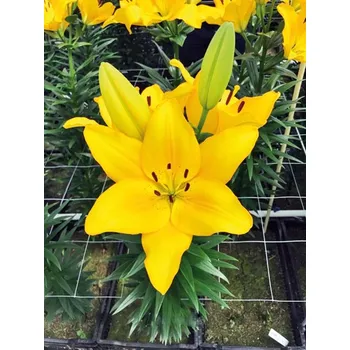 Semeno Lukon Glads Lilie LENTELLA - lilium