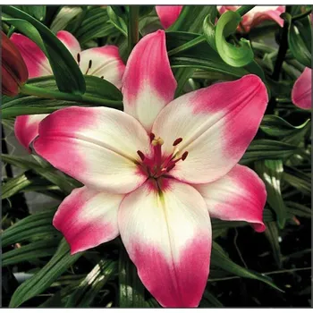 Semeno Lukon Glads Lilie SUGAR LOVE - lilium