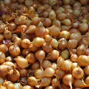 Semeno Cibule šalotka Yellow Moon - Allium cepa - cibulky - 250 g