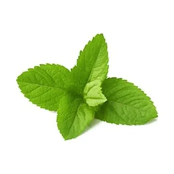 Svíčka Vůně do svíček 10ml – 09 Máta