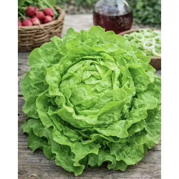 Semeno SEMO Salát hlávkový 'Mars' 0,3 g