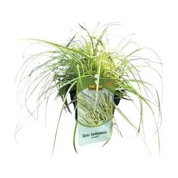 Květináč Ostřice ošimenská FloraSelf Carex oshimensis 'Evergold' 5-20 cm květináč Ø 14 cm