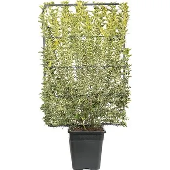 Květináč Ptačí zob na špalíru FloraSelf Ligustrum ovalifolium 'Aureum' výška 110-120 cm šířka 80 cm květináč 30 l