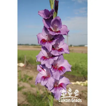 Semeno Lukon Glads Mečík PASSOS - gladiolus