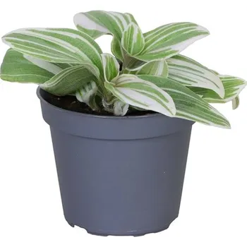 Gardners Tradescantia Brightness, průměr 6-7,5 cm Podeňka, voděnka