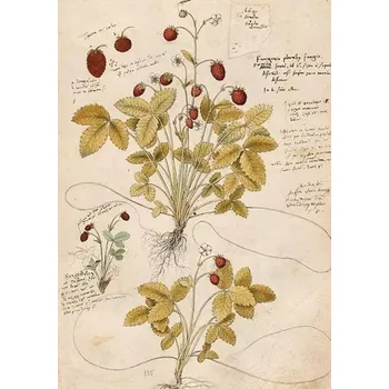 Obraz Přání ST410 B6 + obálka Jahoda / Skona Ting