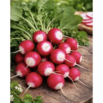 Semeno SEMO Ředkvička ´Duo ´ 5 g