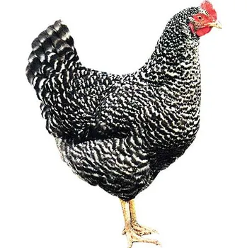 KUŘICE KROPENATÁ stáří 15-18 týdnů, hmotnost vajec 62,5 g, hmotnost dospělé slepice 2,15 kg, barva vajec hnědá