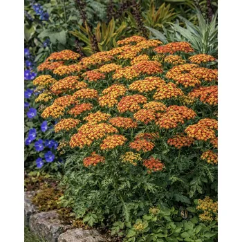 Semeno Řebříček obecný Tricolor 1 ks