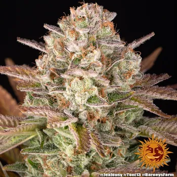 Semeno Barney's Farm Jealousy Balení: 1ks