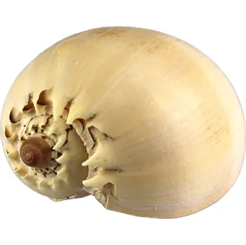 Dekorace do akvária Dekorativní mušle do akvária, přírodní mušle Melo Diadema 1 ks